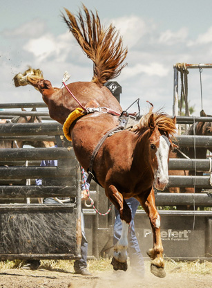 Yearling Bucking Filly, Pebbles #511